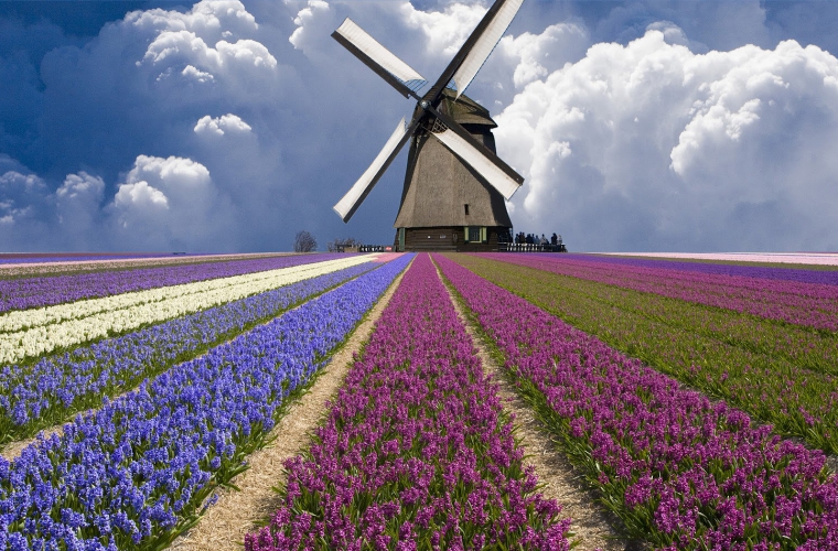 Holland - tulbid,  tuuleveskid ja lilleparaad