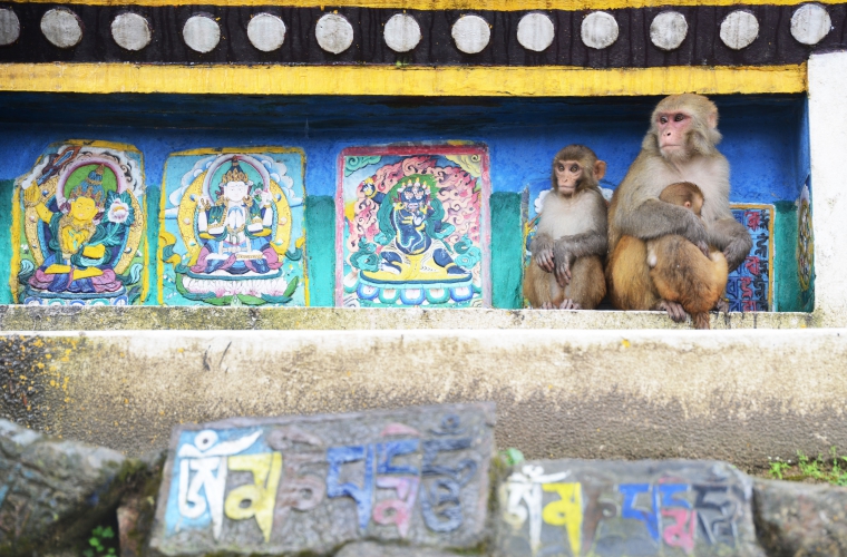 Nepal ja Bhutan - kultuuri- ja loodusreis maailma katusel koos festivalidega