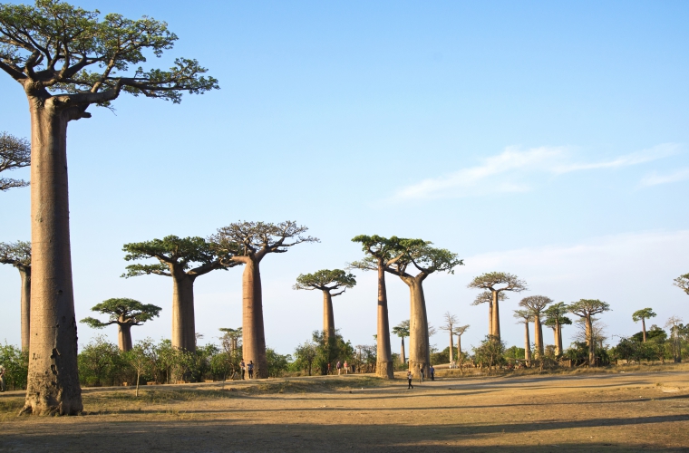 Madagaskar - ainulaadne loodusreis