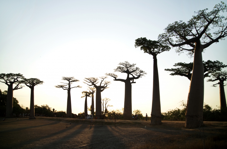 Madagaskar - ainulaadne loodusreis