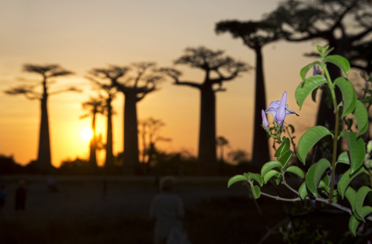 Madagaskar - ainulaadne loodusreis