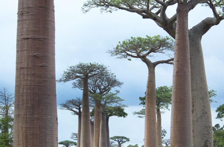 Madagaskar - ainulaadne loodusreis