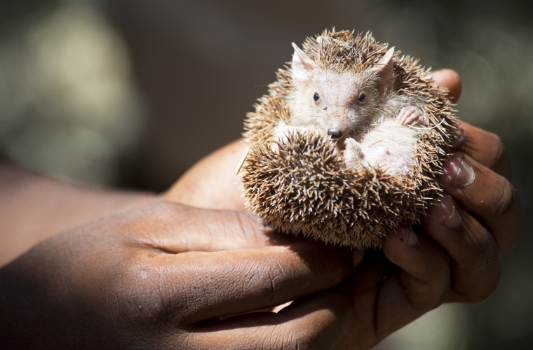 Madagaskar - ainulaadne loodusreis