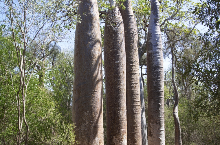 Madagaskar - ainulaadne loodusreis