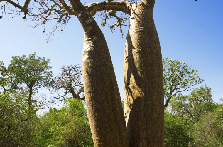 Madagaskar - ainulaadne loodusreis