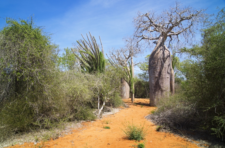 Madagaskar - ainulaadne loodusreis