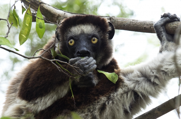 Madagaskar - ainulaadne loodusreis