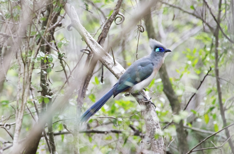 Madagaskar - ainulaadne loodusreis