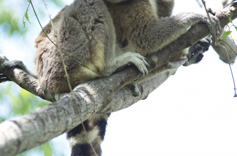 Madagaskar - ainulaadne loodusreis