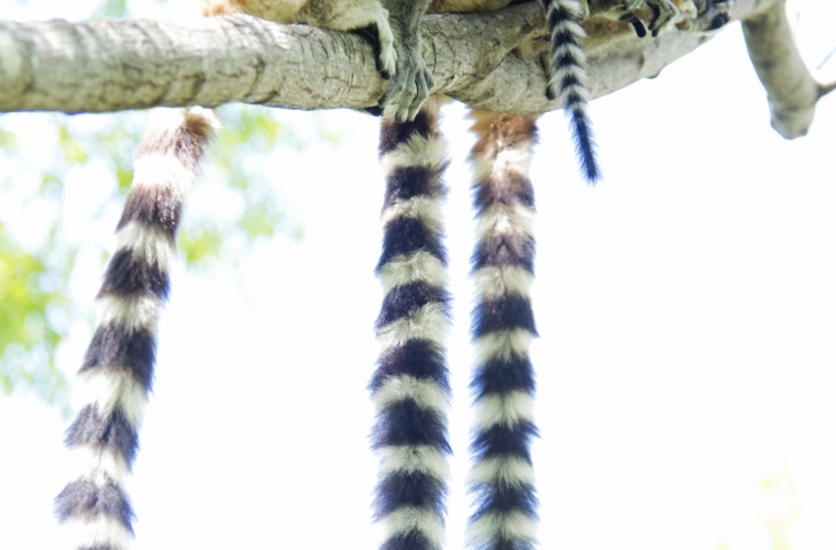 Madagaskar - ainulaadne loodusreis