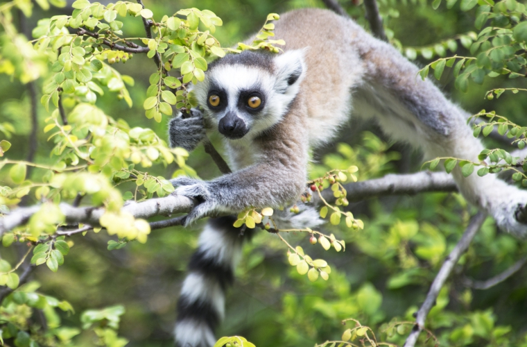 Madagaskar - ainulaadne loodusreis