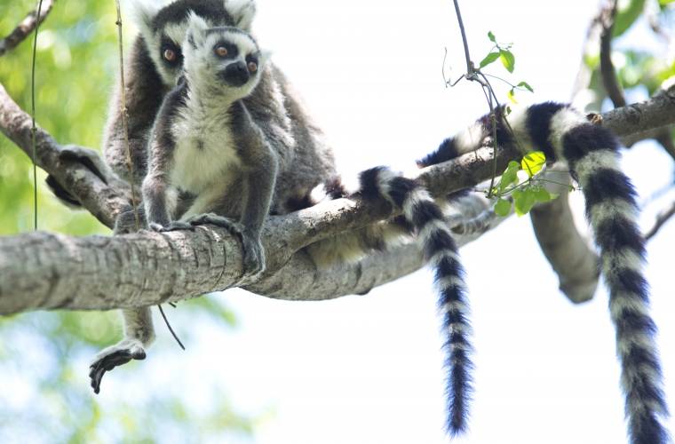 Madagaskar - ainulaadne loodusreis