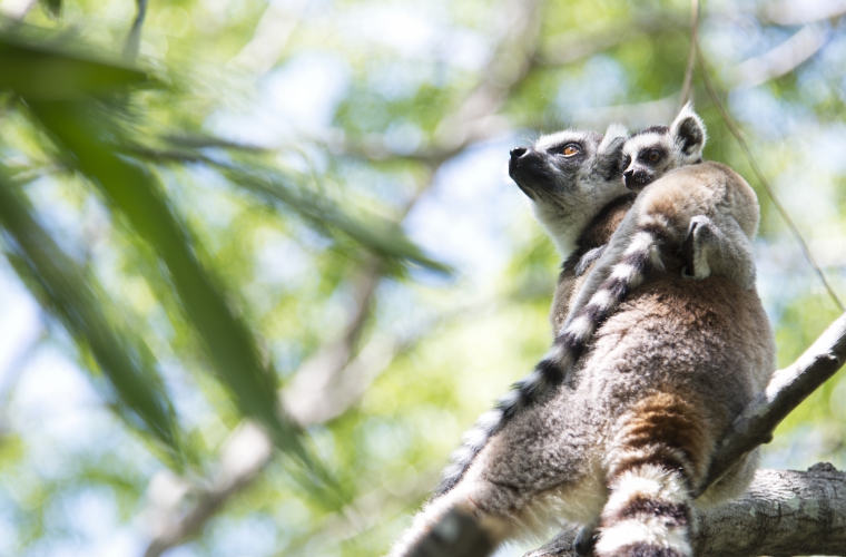 Madagaskar - ainulaadne loodusreis