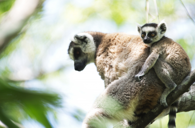 Madagaskar - ainulaadne loodusreis