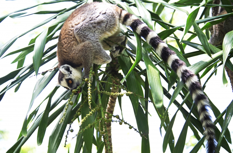 Madagaskar - ainulaadne loodusreis