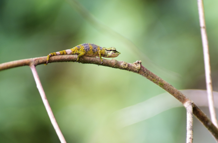 Madagaskar - ainulaadne loodusreis