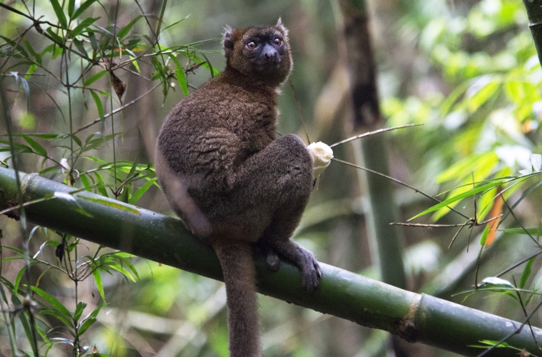 Madagaskar - ainulaadne loodusreis