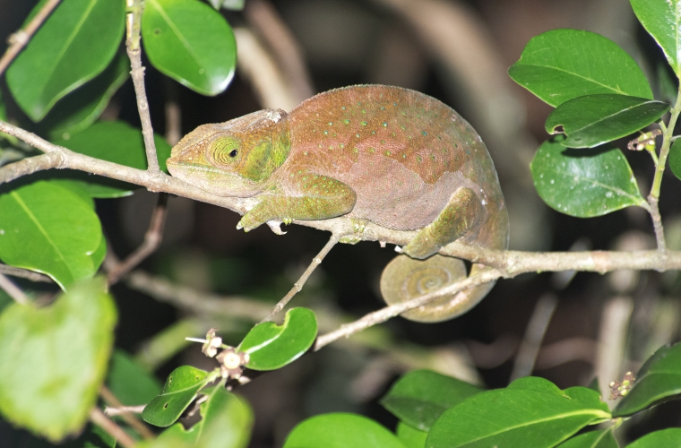 Madagaskar - ainulaadne loodusreis