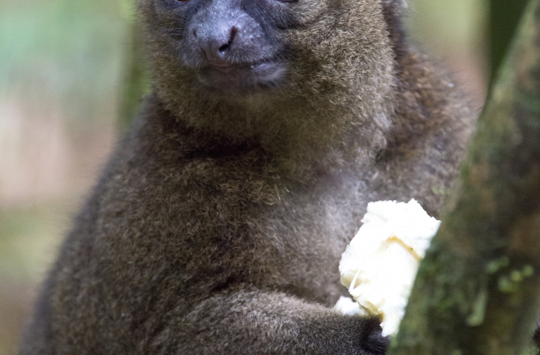 Madagaskar - ainulaadne loodusreis