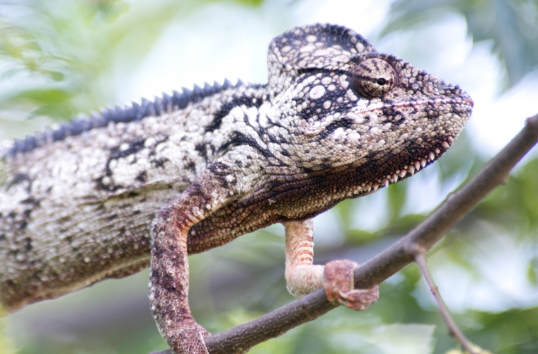 Madagaskar - ainulaadne loodusreis