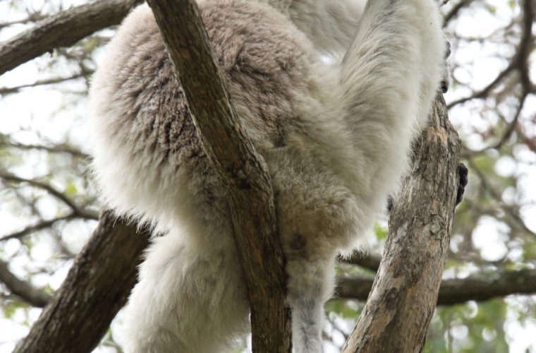 Madagaskar - ainulaadne loodusreis