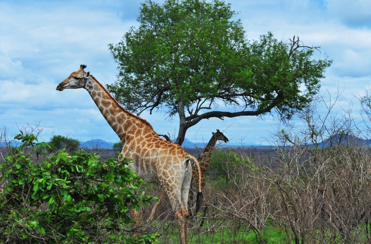 Lõuna-Aafrika ringreis - Svaasimaa ja Victoria Falls Zimbabwes