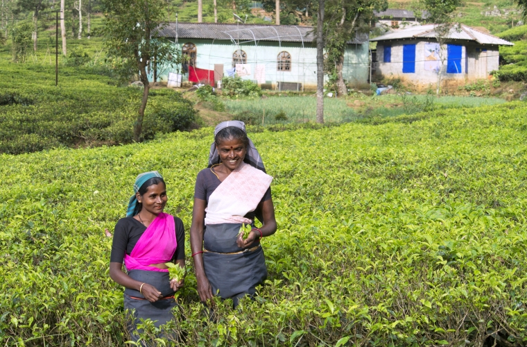 Sri Lanka ja Maldiivid - ringreis ja rannapuhkus