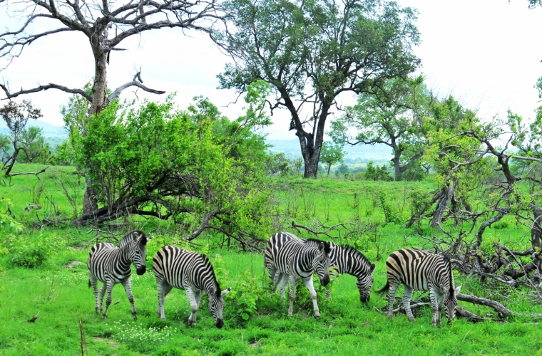 Lõuna-Aafrika ringreis ja Svaasimaa