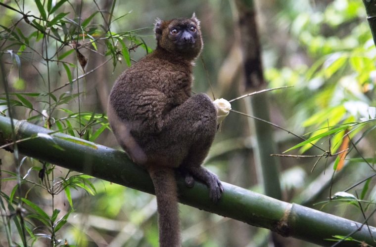 Madagaskar - ainulaadne loodusreis