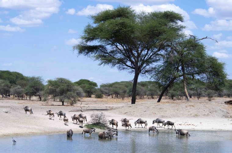 Tansaania safarid ja Sansibari rannapuhkus