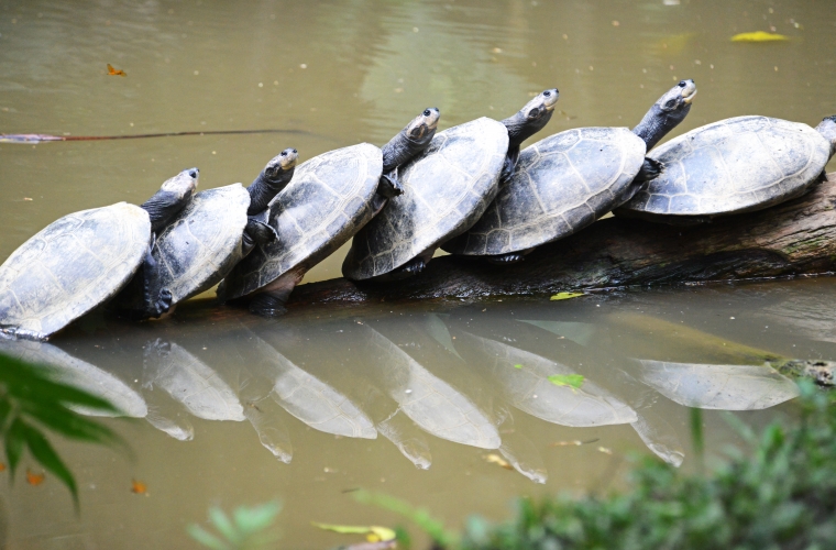 Ecuador ja Galapagose saared - kultuuri- ja loodusreis