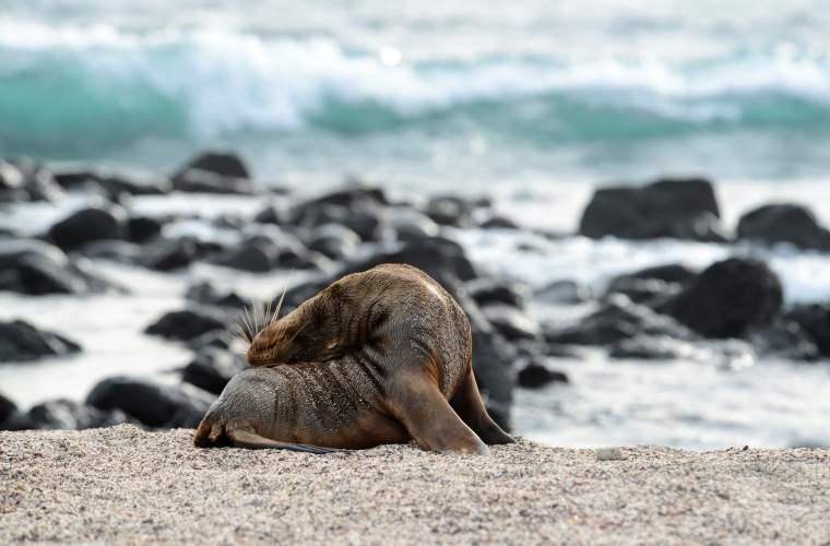 Ecuador ja Galapagose saared - kultuuri- ja loodusreis