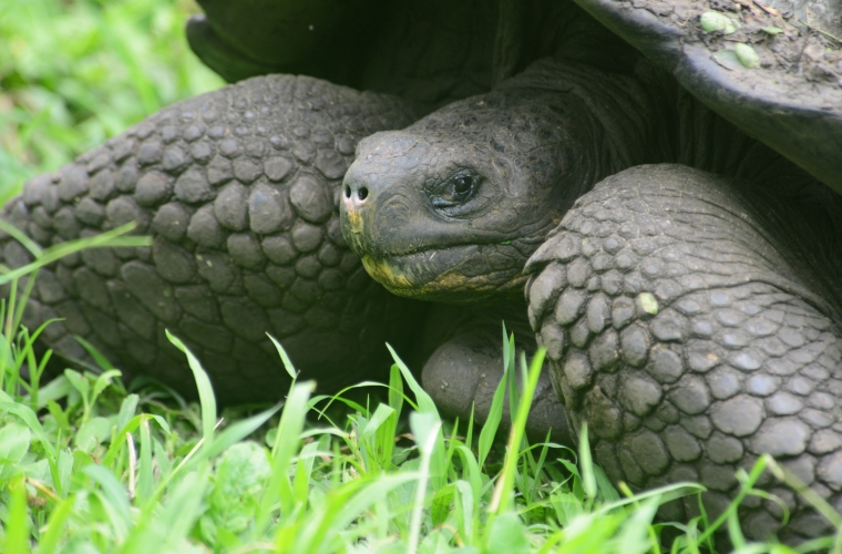 Ecuador ja Galapagose saared - kultuuri- ja loodusreis