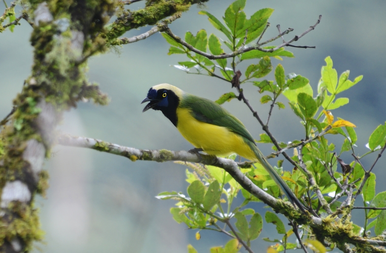 Ecuador ja Galapagose saared - kultuuri- ja loodusreis