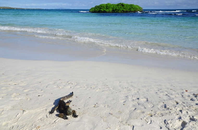 Ecuador ja Galapagose saared - kultuuri- ja loodusreis