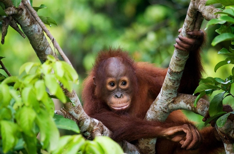 Malaisia - aastavahetus Borneo saarel