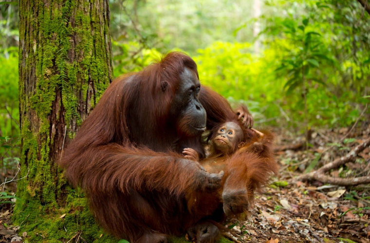 Malaisia - ringreis Borneo saarel ja Kuala Lumpur