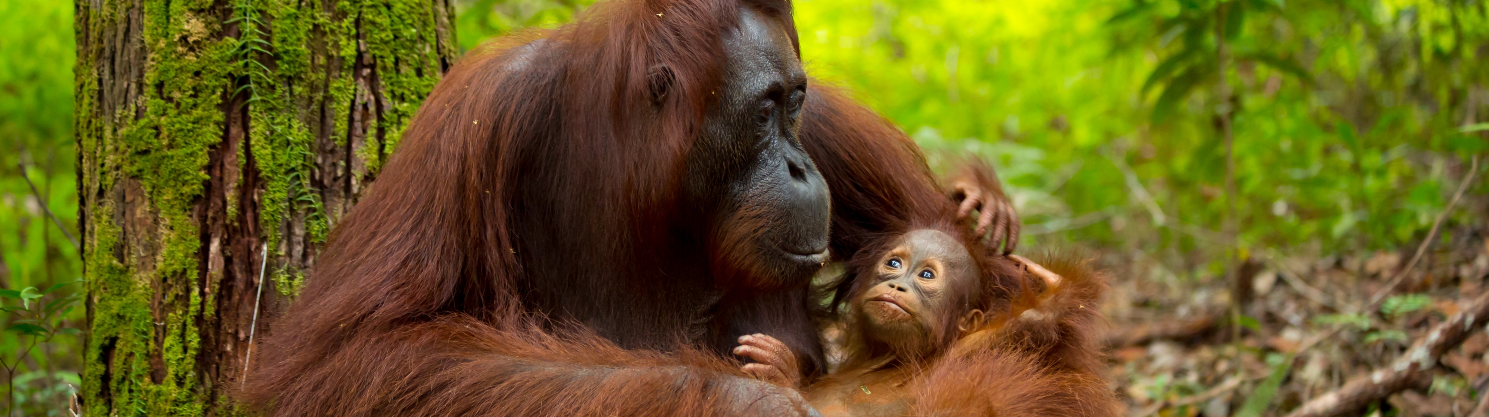 Malaisia - ringreis Borneo saarel ja Kuala Lumpur