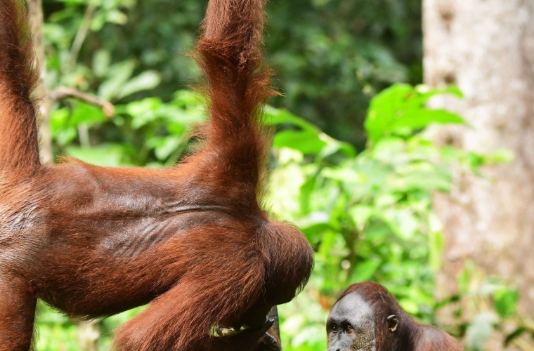 Malaisia - ringreis Borneo saarel ja Kuala Lumpur