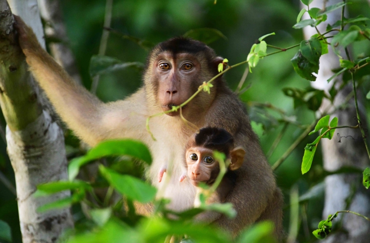 Malaisia - ringreis Borneo saarel ja Kuala Lumpur