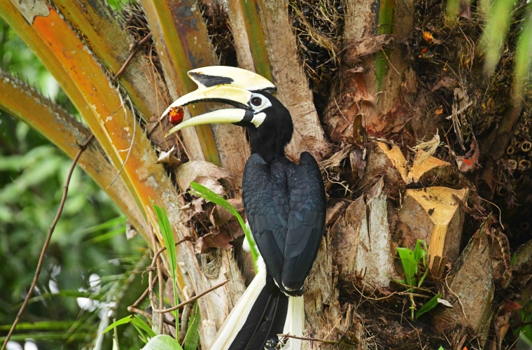 Malaisia - ringreis Borneo saarel ja Kuala Lumpur