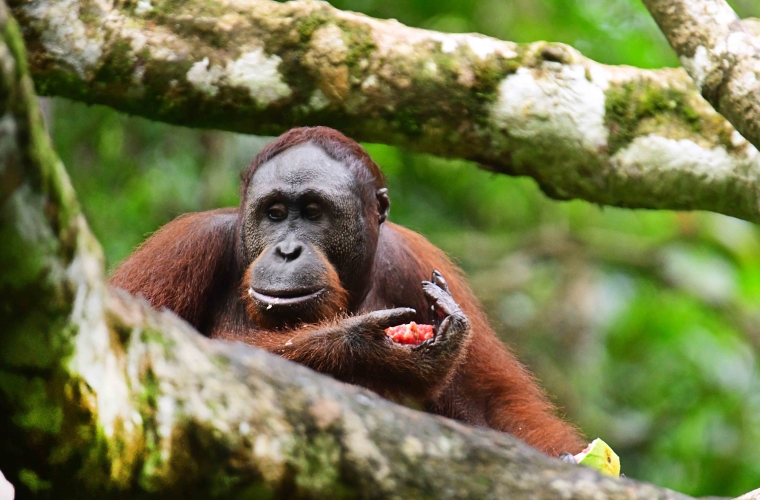 Malaisia - ringreis Borneo saarel ja Kuala Lumpur