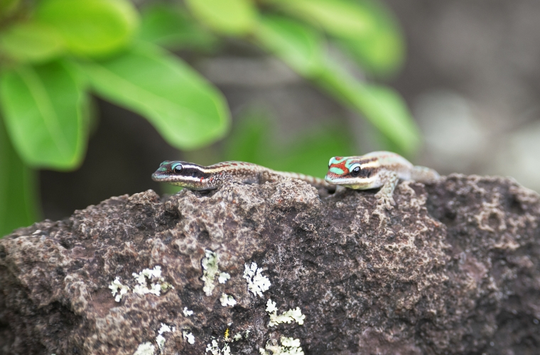 Madagaskar - ainulaadne loodusreis