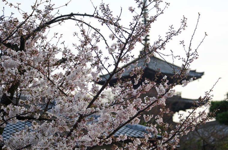 Jaapan -  kevadine ringreis, Koya mägi ja Takayama