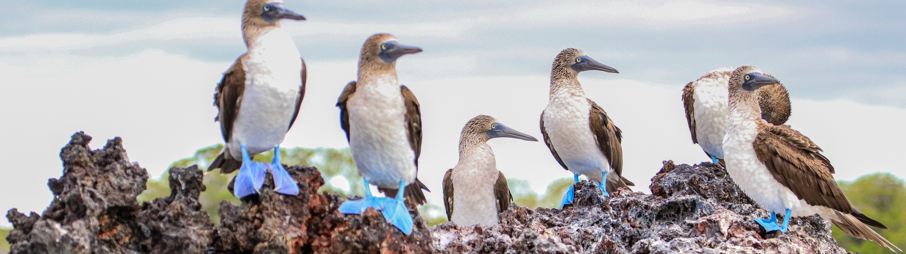 Ecuador ja Galapagose saared - kultuuri- ja loodusreis